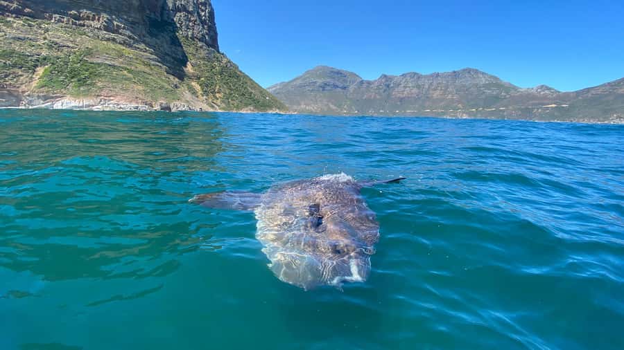 Cape Town: Ocean Safari in Hout Bay - Snorkeling in the cold Atlantic