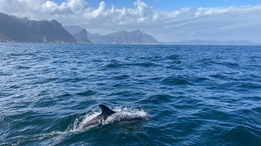 Cape Town: Ocean Safari in Hout Bay - Getting back aboard the boat