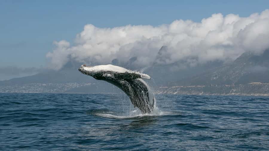 Cape Town: Ocean Safari in Hout Bay - Hot chocolate, hot showers, and a sensible finish