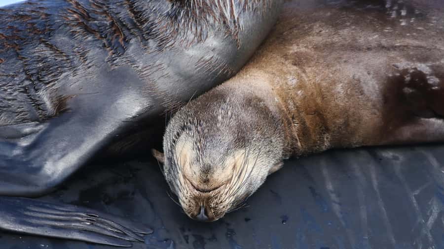 Cape Town: Ocean Safari in Hout Bay - Who should book this Hout Bay activity?