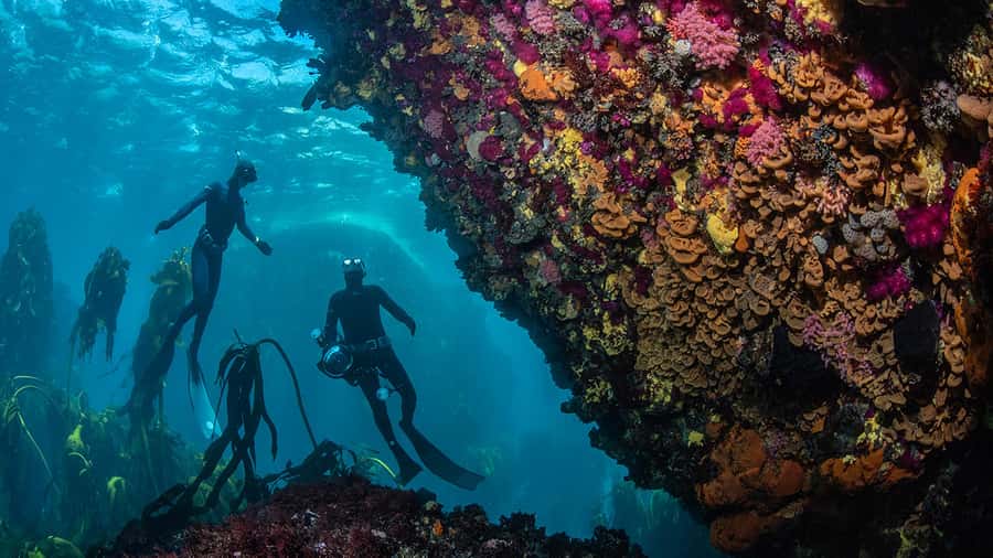 Cape Town: Ocean Safari in Hout Bay - Practical tips for a smoother outing