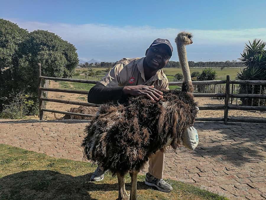 CAPE TOWN: OSTRICH RANCH QUAD BIKE RIDE & OSTRICH TOUR - Cancellation and booking flexibility