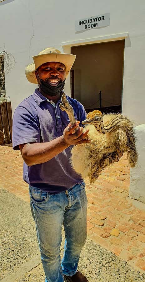 CAPE TOWN: OSTRICH RANCH QUAD BIKE RIDE & OSTRICH TOUR - What the two-hour visit is trying to offer