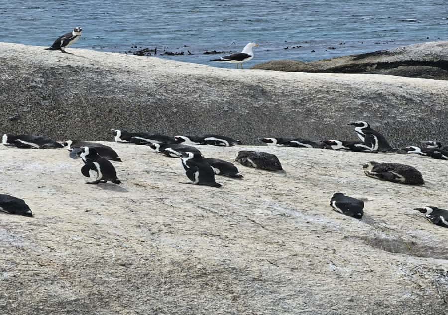 Cape Town: Penguin Watching at Boulders Beach Half Day Tour - Key points at a glance