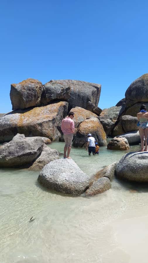 Cape Town: Penguin Watching at Boulders Beach Half Day Tour - Why this penguin tour works so well