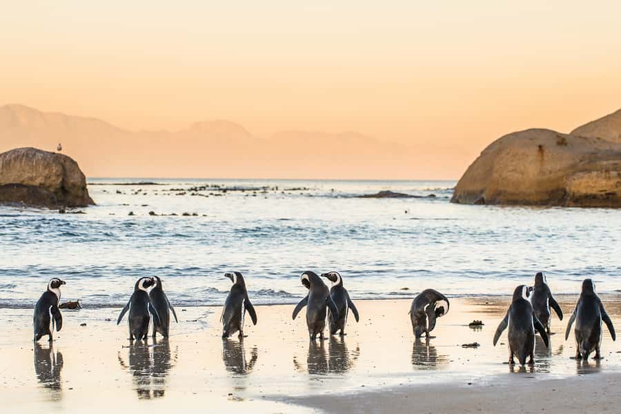 Cape Town: Penguins & Cape of Good Hope Day Tour with Pickup - Hout Bay and the optional seal cruise