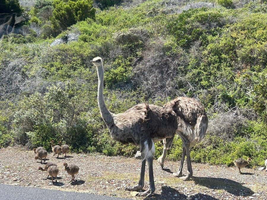 Cape Town: Penguins & Cape of Good Hope Day Tour with Pickup - Cape Point Nature Reserve and the new lighthouse