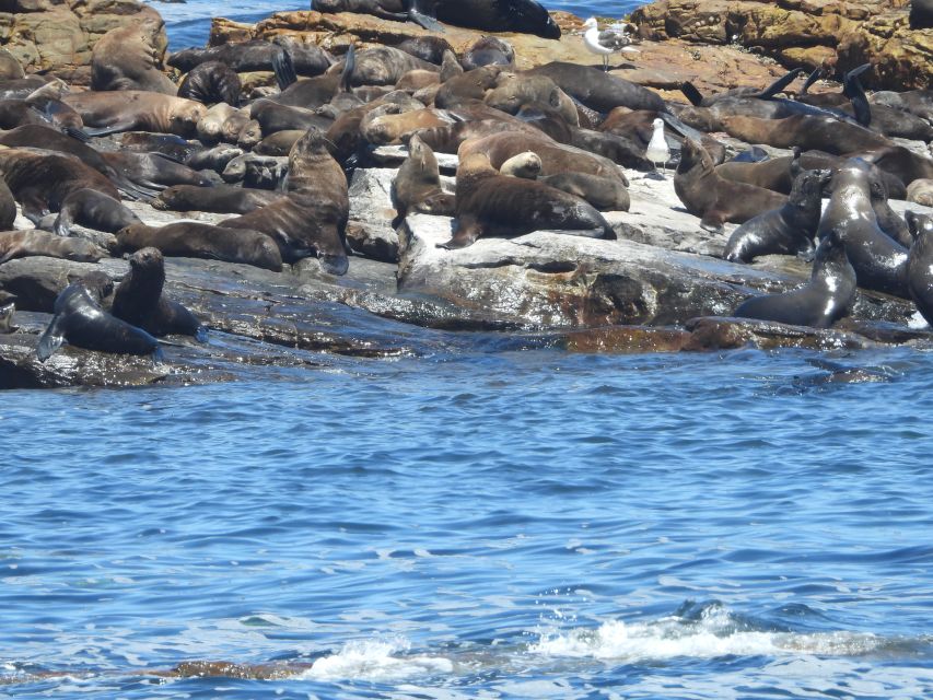 Cape Town: Penguins & Cape of Good Hope Half Day Shared Tour - Cape Point lighthouse and the Two Ocean Currents