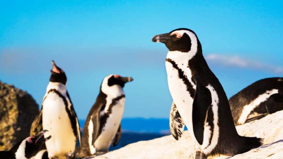 Cape Town: Penguins & Cape of Good Hope Half Day Shared Tour - The minibus, group size, and guide quality