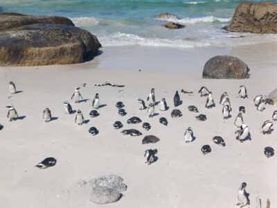 Penguins & Cape of Good Hope Half-Day Tour