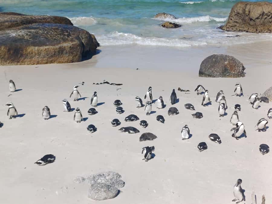 Cape Town: Penguins & Cape of Good Hope Half-Day Tour - Muizenberg and St. James: colorful beach huts by False Bay