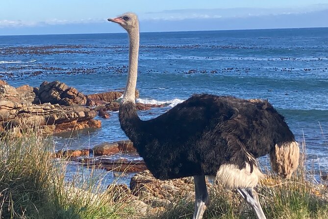 Cape Town: Peninsula, Cape of Good Hope and Penguins Tour - Why this private Cape Peninsula day works