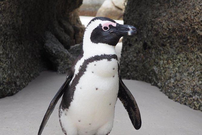 Cape Town Peninsula Day Tour ( Cape Point/Boulders/Wine Tasting) - Boulders Beach and the African penguins