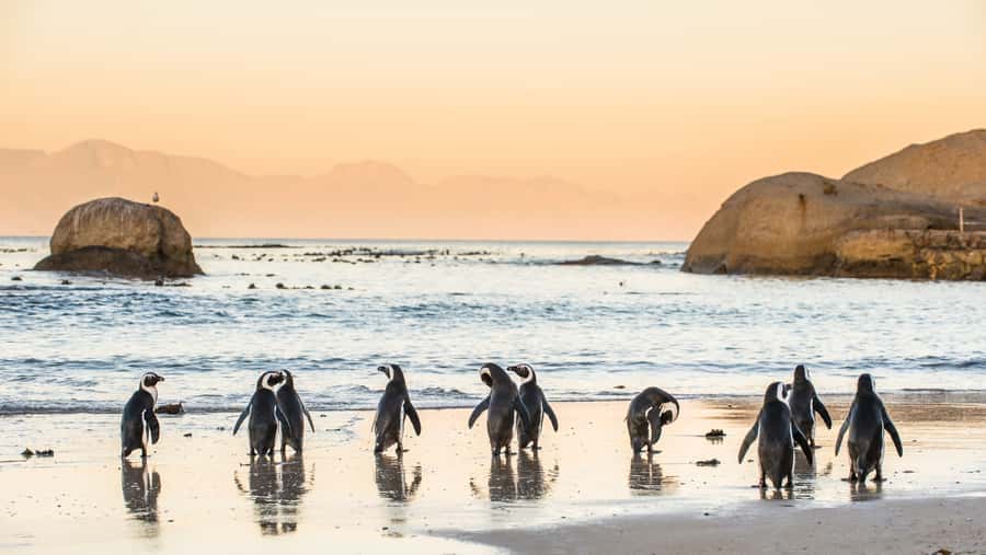 Cape Town: Peninsula, Penguins & Cape of Good Hope Day Tour - Simon’s Town makes a useful lunch break