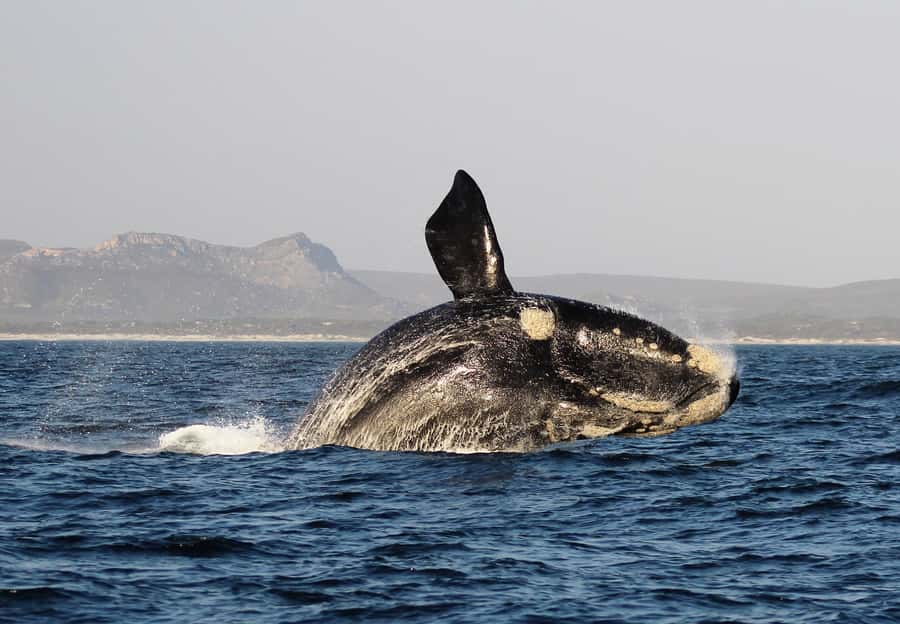 Cape Town: Premium Attractions City Pass with Bus Tour - Premium experiences are where the price can make sense