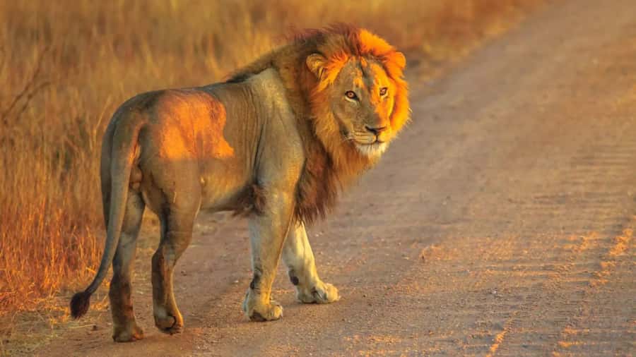 Cape Town: Private Aquila Reserve Safari with Winery Lunch - Key points to know before you book