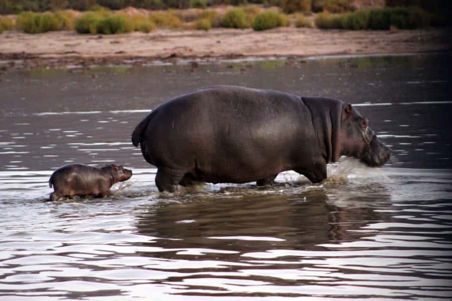 Cape Town: Private Aquila Reserve Safari with Winery Lunch - The long road from Cape Town to Aquila