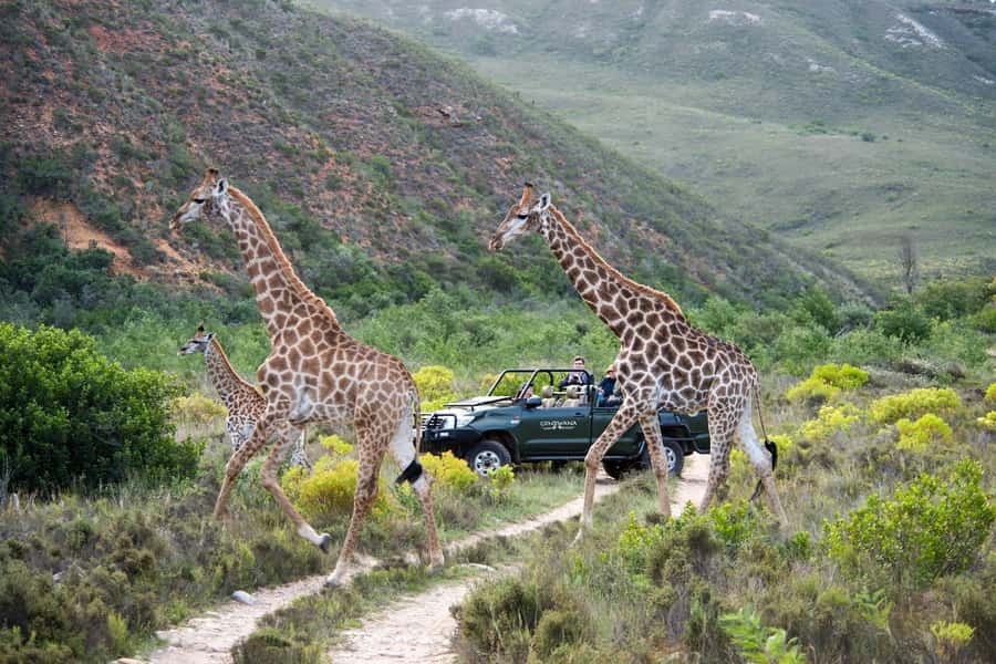 Cape Town: Private Aquila Reserve Safari with Winery Lunch - The reserve buffet and the real meaning of included lunch