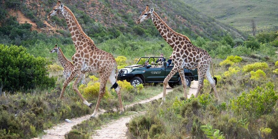 Cape Town: Private Aquila Reserve Safari with Winery Lunch - What the private claim means for your day