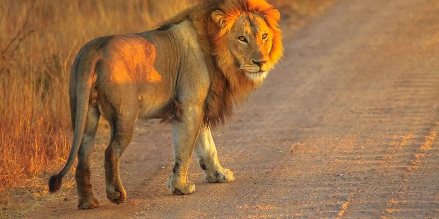 Cape Town: Private Aquila Reserve Safari with Winery Lunch - Who will enjoy this day most
