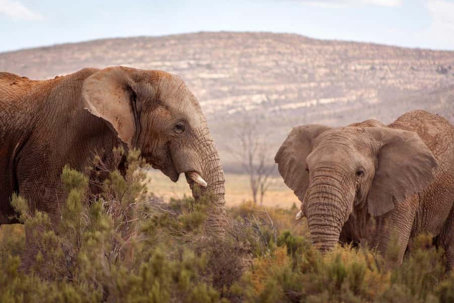 Cape Town: Private Aquila Reserve Safari with Winery Lunch - Fairview Wine and Cheese before the wildlife