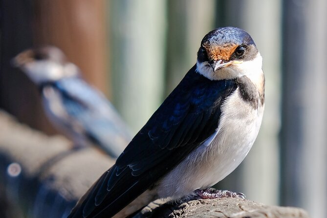 Cape Town Private Birding Tour - Kirstenbosch: a strong opening beneath Table Mountain