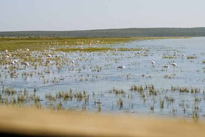 Cape Town Private Birding Tour - Strandfontein: the day’s main birding target