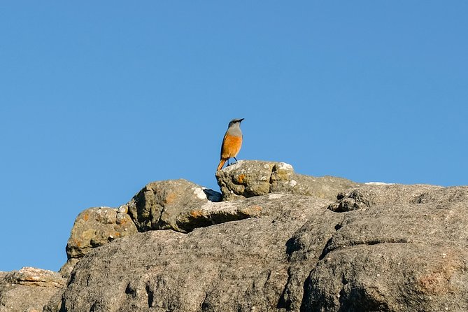 Cape Town Private Birding Tour - Boulders Beach: famous penguins with a national park fee