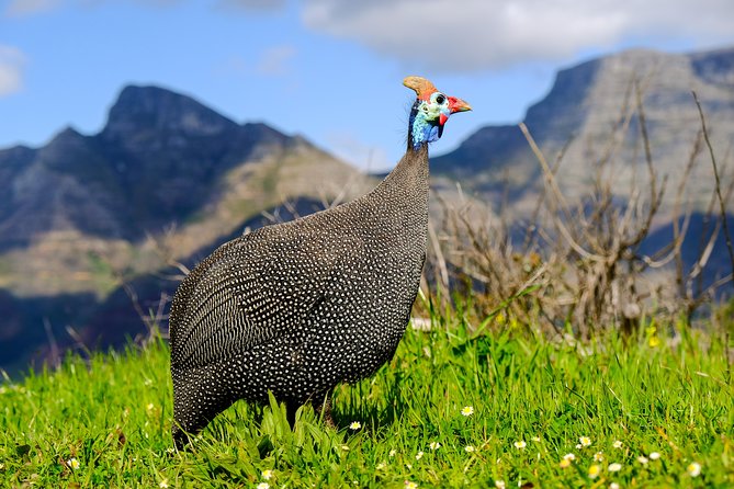 Cape Town Private Birding Tour - Silvermine Dam: a beautiful final option