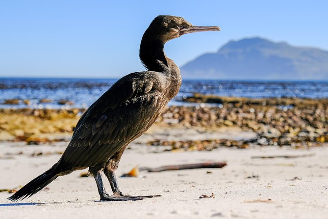 Cape Town Private Birding Tour - Mark’s guiding style and the value of local knowledge