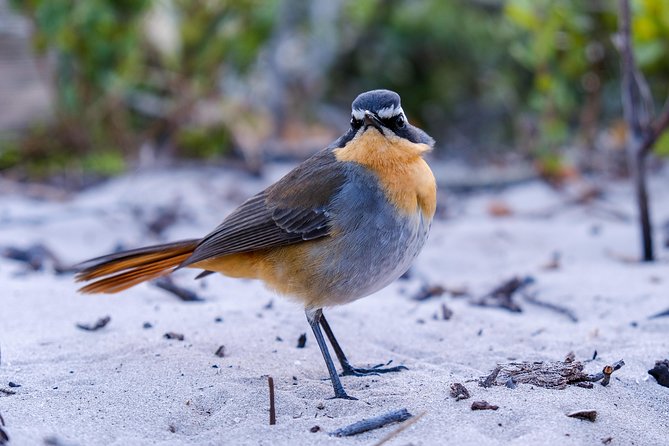 Cape Town Private Birding Tour - Rondevlei: wetland birding on the Cape Flats