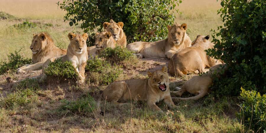 Cape town: Private Full-day Big 5 Aquila Game Reserve Tour - Key Points To Know Before You Go