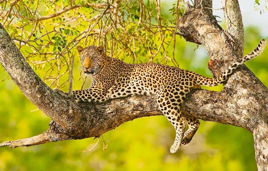 Cape town: Private Full-day Big 5 Aquila Game Reserve Tour - Is Aquila Worth the Long Trip From Cape Town?