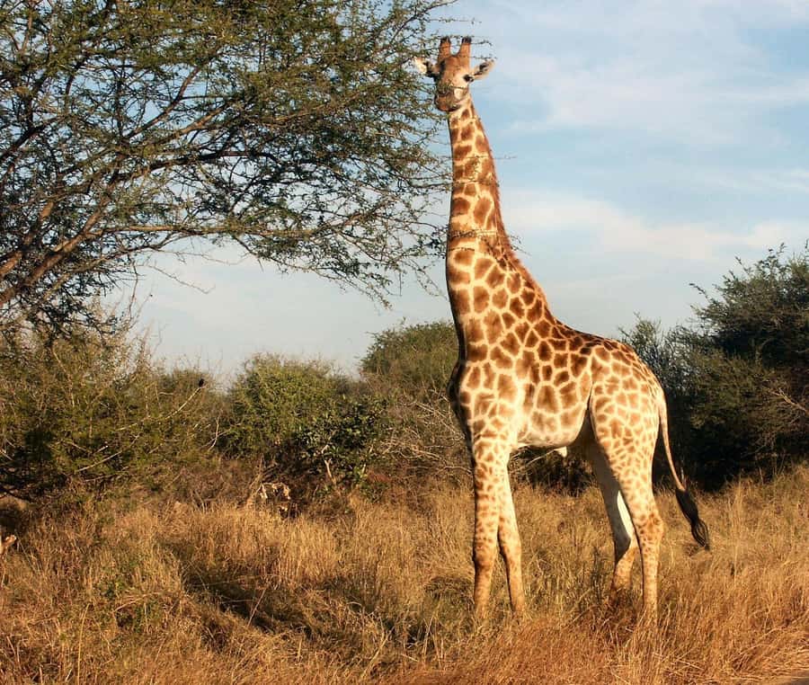 Cape town: Private Full-day Big 5 Aquila Game Reserve Tour - What Wildlife Sightings Can Really Be Like