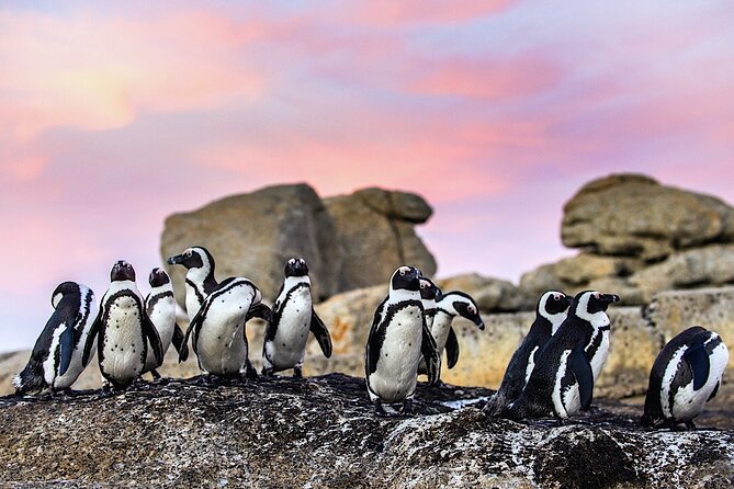Cape Town Private Group Tour to Cape of Good Hope and Boulders Penguins Colony - Why a private Cape Peninsula day makes sense