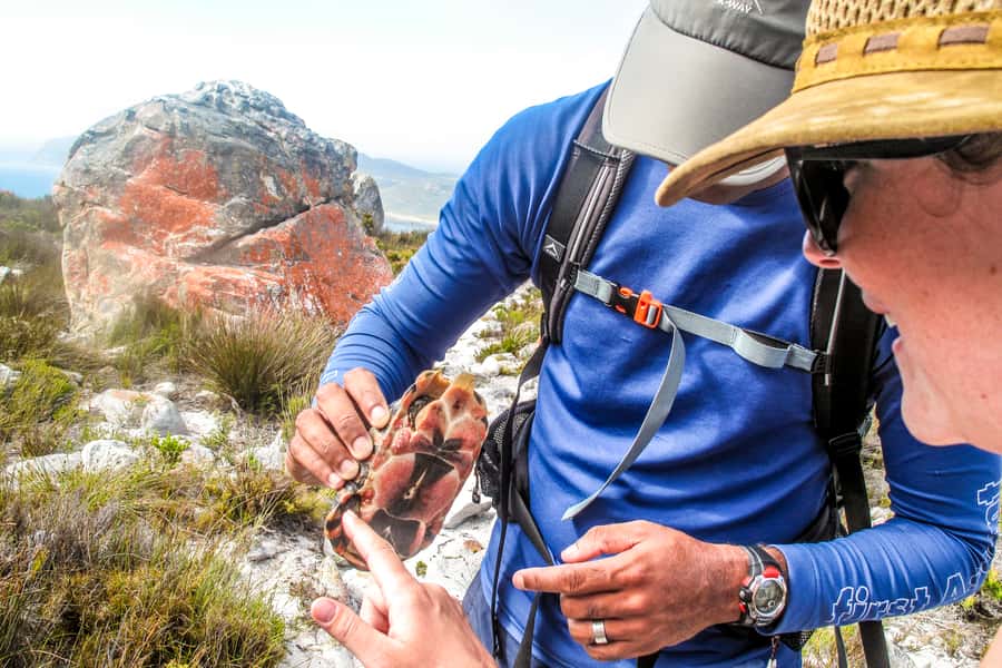 Cape Town Private Guided Table Mountain Hikes - Choosing between six Table Mountain routes
