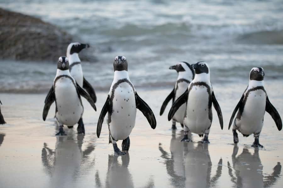 Cape Town: Private Tour with Customizable Itinerary - Key points to know before booking