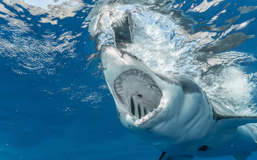 Cape Town: Private Tour with Customizable Itinerary - Why a private Cape Town day can work so well