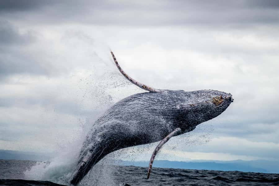 Cape Town: Private Tour with Customizable Itinerary - The Cape Peninsula is the strongest full-day choice