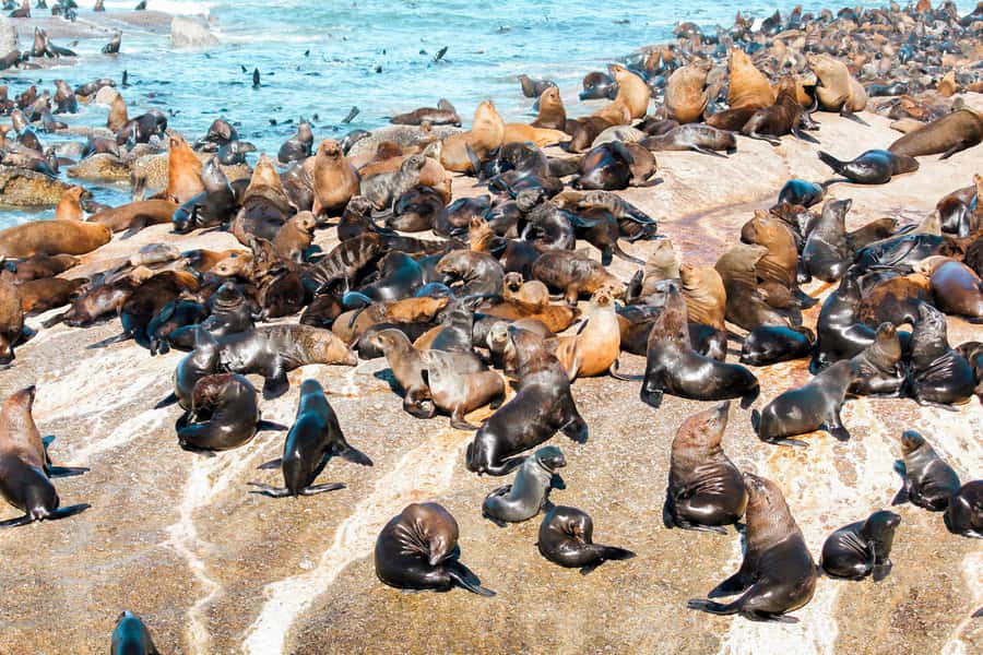 Cape Town: Robben Island Ferry Tour with 1-Way Hotel Pickup - Five hours, with some waiting built in