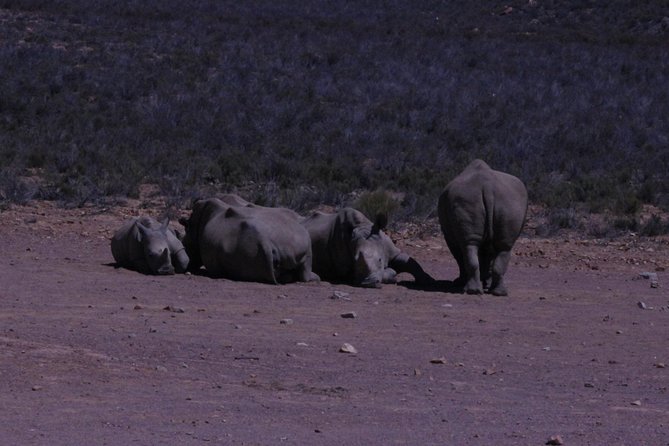 Cape Town Safari Big 5 experience all inclusive - Why Aquila works for a Cape Town safari