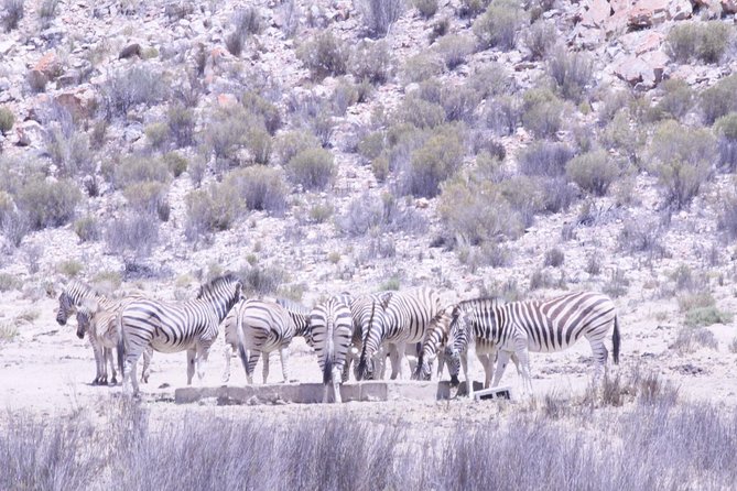 Cape Town Safari Big 5 experience all inclusive - Returning to Cape Town after the reserve