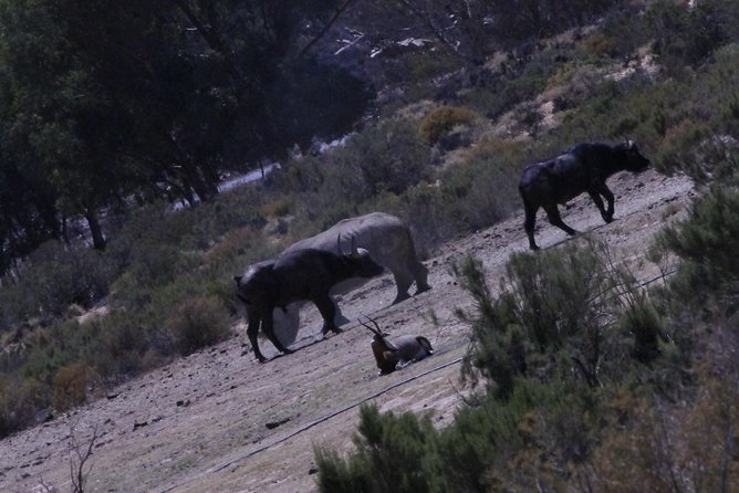 Cape Town Safari Big 5 experience all inclusive - The early Cape Town pickup sets the tone