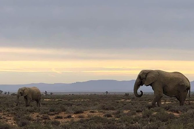 Cape Town Safari Transfers - Key points before you book