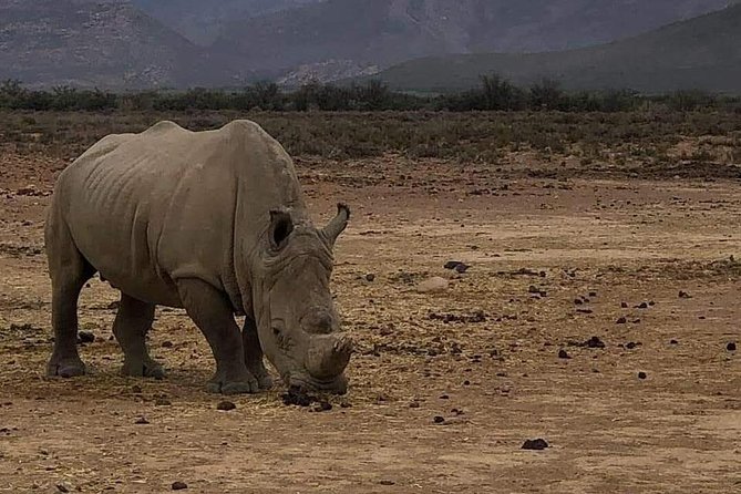 Cape Town Safari Transfers - What this Cape Town safari transfer really provides