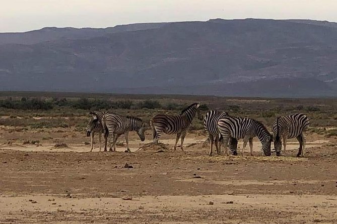 Cape Town Safari Transfers - Why private transport can beat a shared safari shuttle