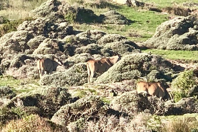 Cape Town Safari Transfers - Making the return trip work