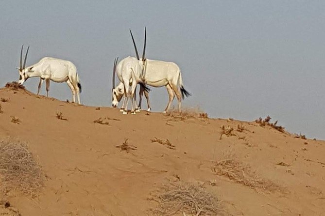 Cape Town Safari Transfers - The human side of the service
