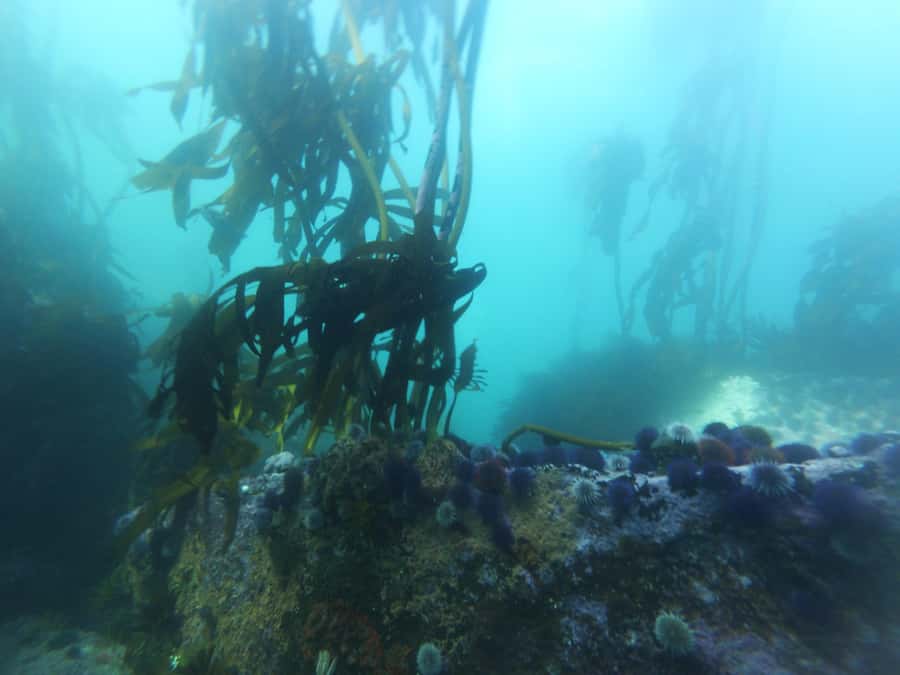 Cape Town: Scuba Diving Experience for Beginners - What you may see among the Cape kelp