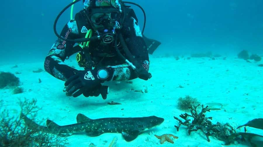 Cape Town: Scuba Diving Experience for Beginners - Is $112 good value?